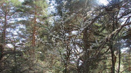 Marcha mujer senderista 107