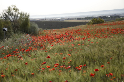 circular paracuellos 11